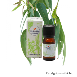 Volatile Eucalyptus Smithii bio